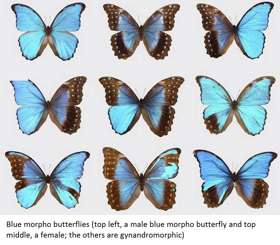 blue morpho